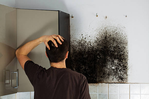 Why You Should Choose Our Mold Remediation Services in Somerville, TN